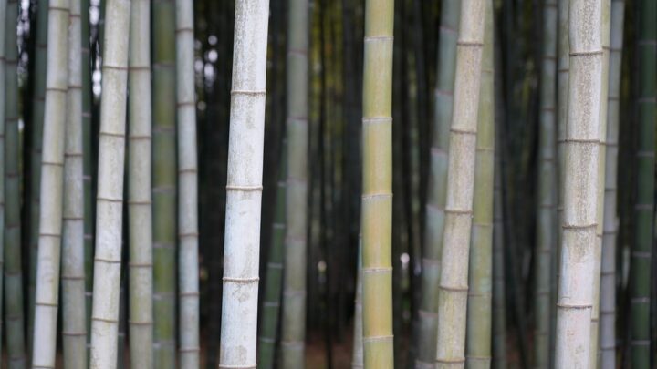 Die wundersamen und wertvollen Bambuswälder in Asien